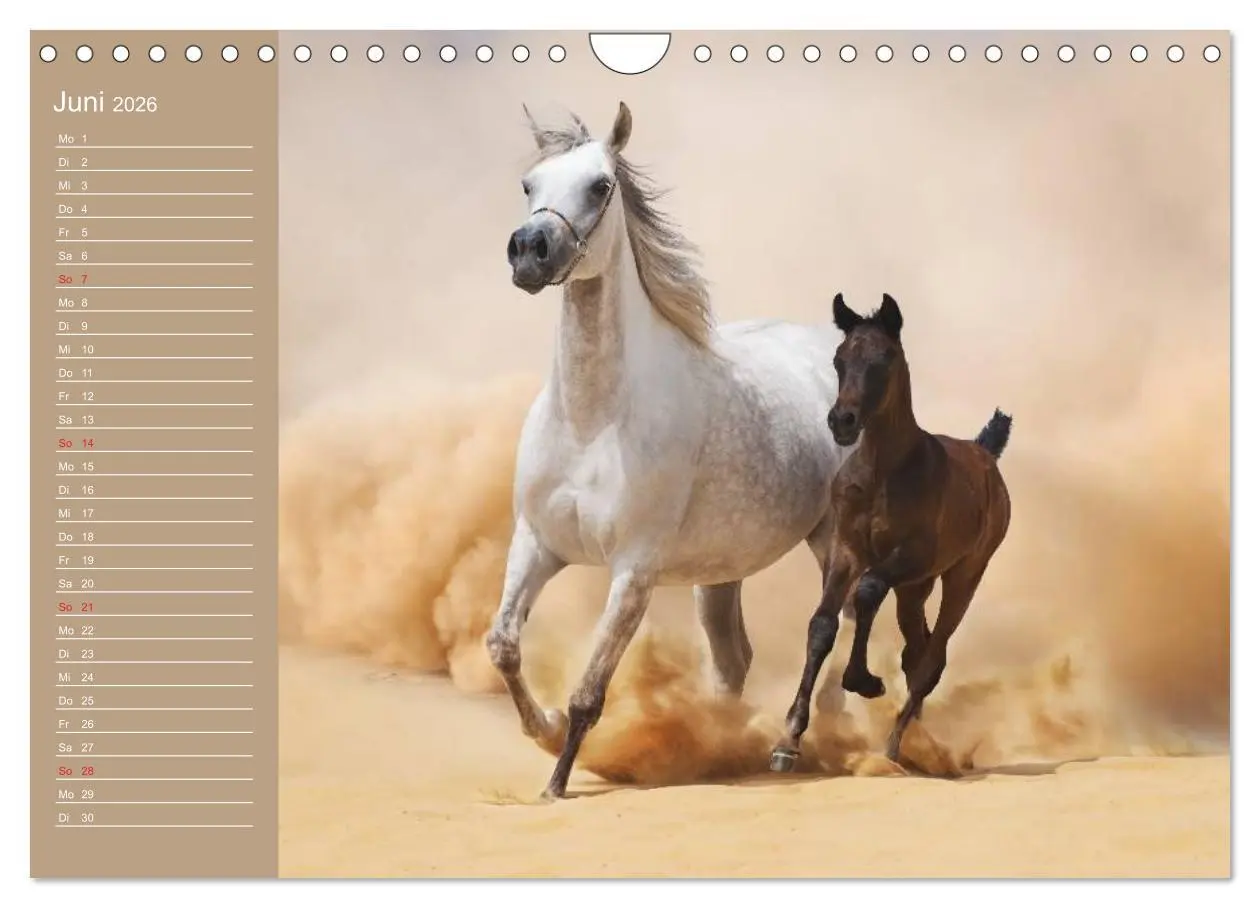 Bild: 9783516011456 | Pferde. Araber im Wüstensand (Wandkalender 2026 DIN A4 quer),...