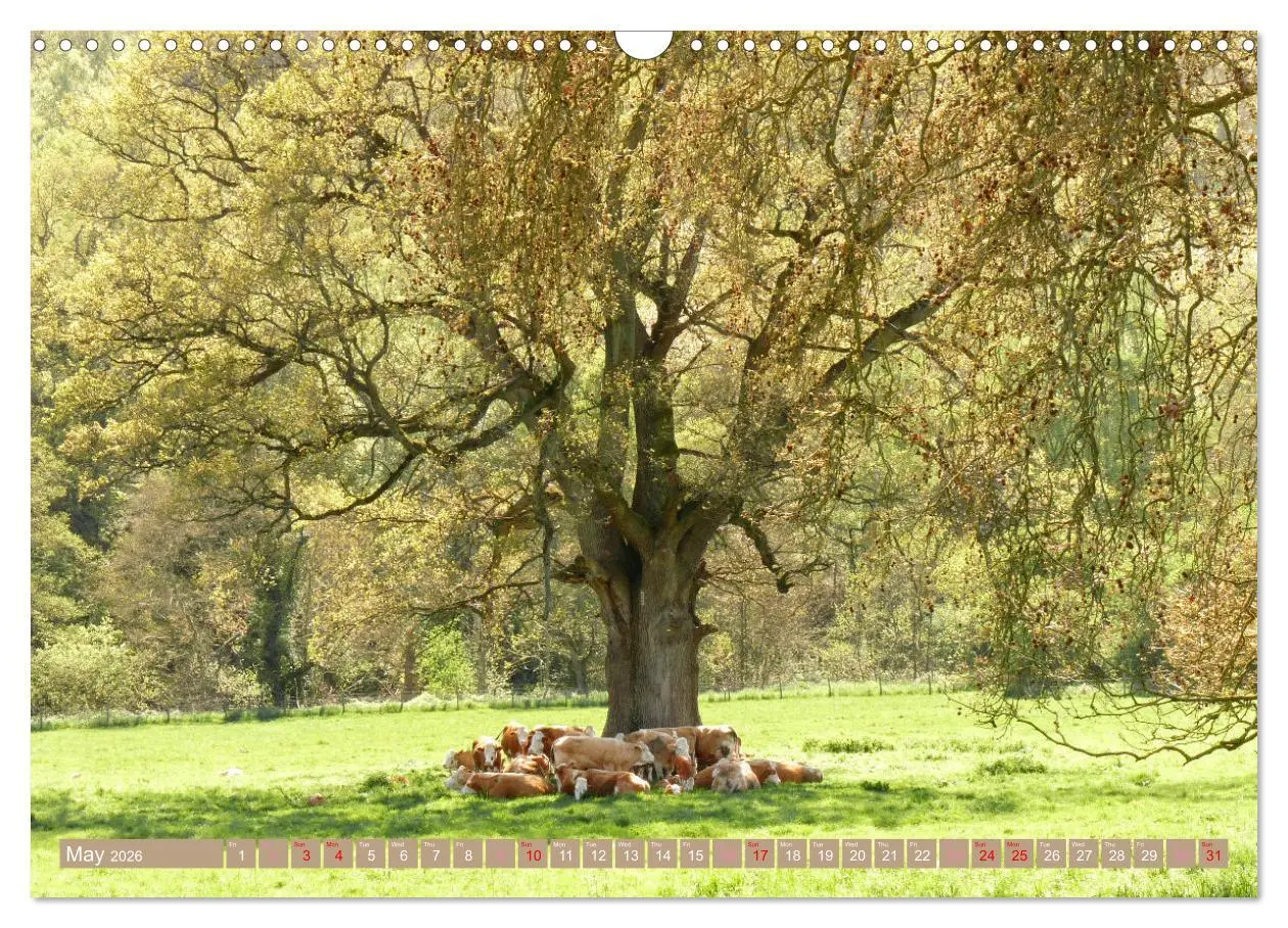 Bild: 9783516551556 | Picturesque Cotswolds (Wall Calendar 2026 DIN A3 landscape),...