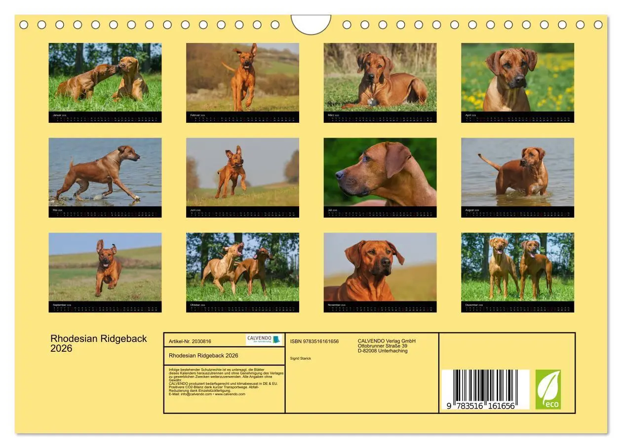 Bild: 9783516161656 | Rhodesian Ridgeback 2026 (Wandkalender 2026 DIN A4 quer), CALVENDO...