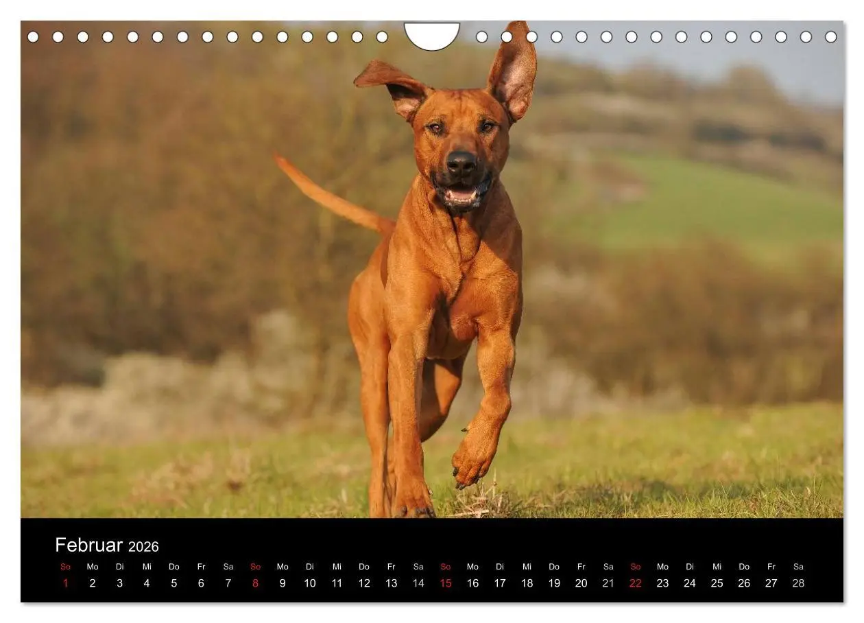 Bild: 9783516161656 | Rhodesian Ridgeback 2026 (Wandkalender 2026 DIN A4 quer), CALVENDO...
