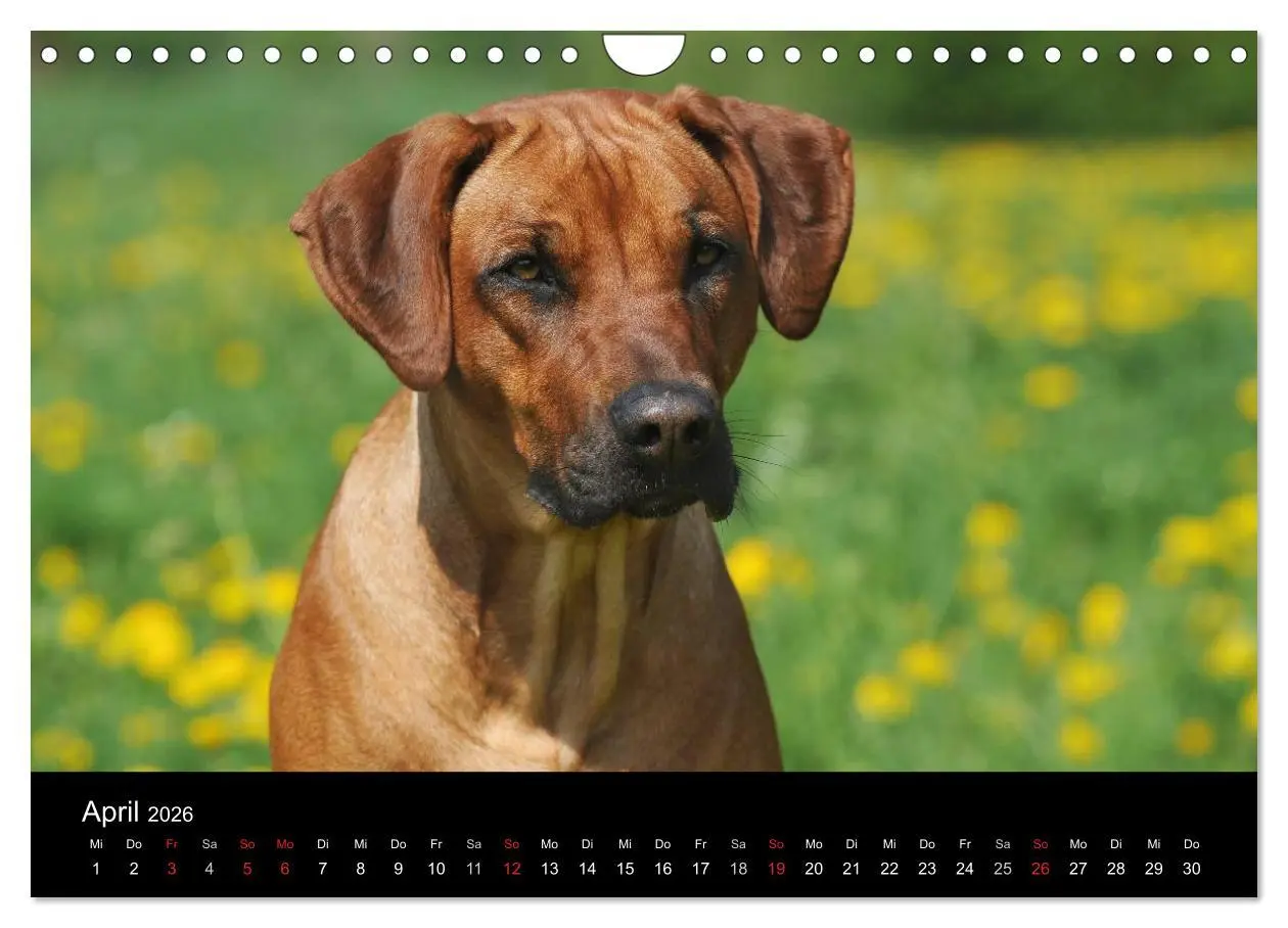 Bild: 9783516161656 | Rhodesian Ridgeback 2026 (Wandkalender 2026 DIN A4 quer), CALVENDO...