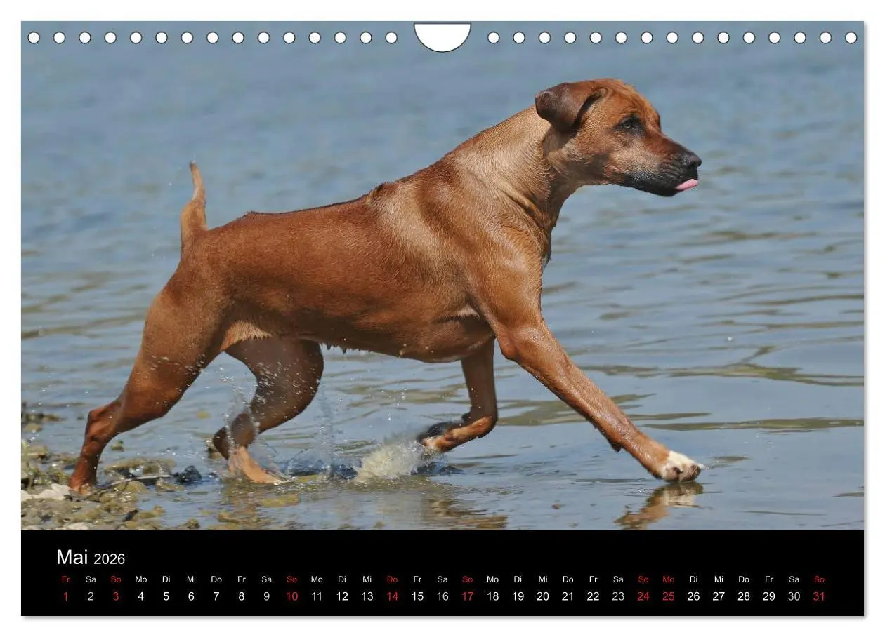 Bild: 9783516161656 | Rhodesian Ridgeback 2026 (Wandkalender 2026 DIN A4 quer), CALVENDO...