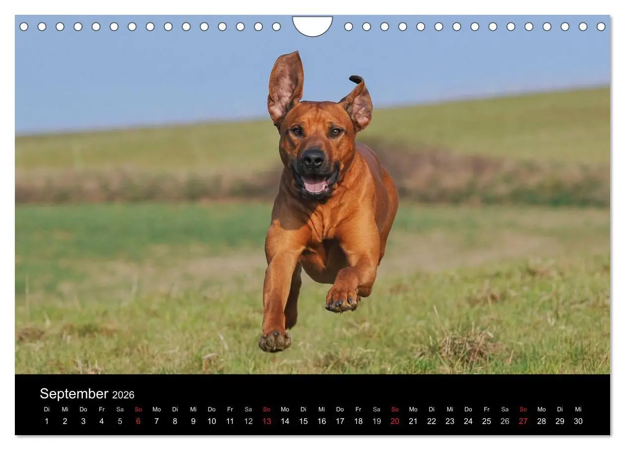 Bild: 9783516161656 | Rhodesian Ridgeback 2026 (Wandkalender 2026 DIN A4 quer), CALVENDO...