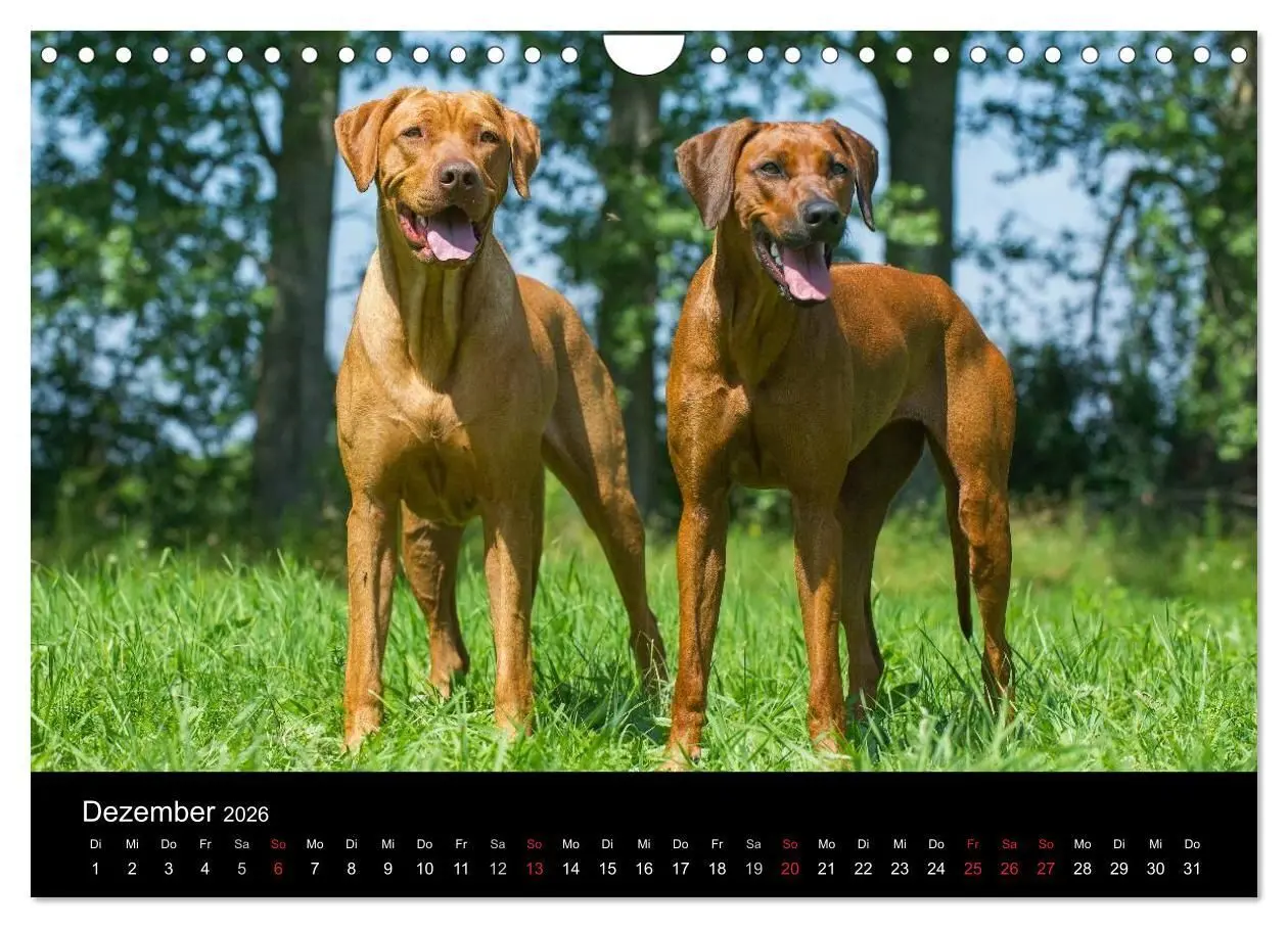 Bild: 9783516161656 | Rhodesian Ridgeback 2026 (Wandkalender 2026 DIN A4 quer), CALVENDO...