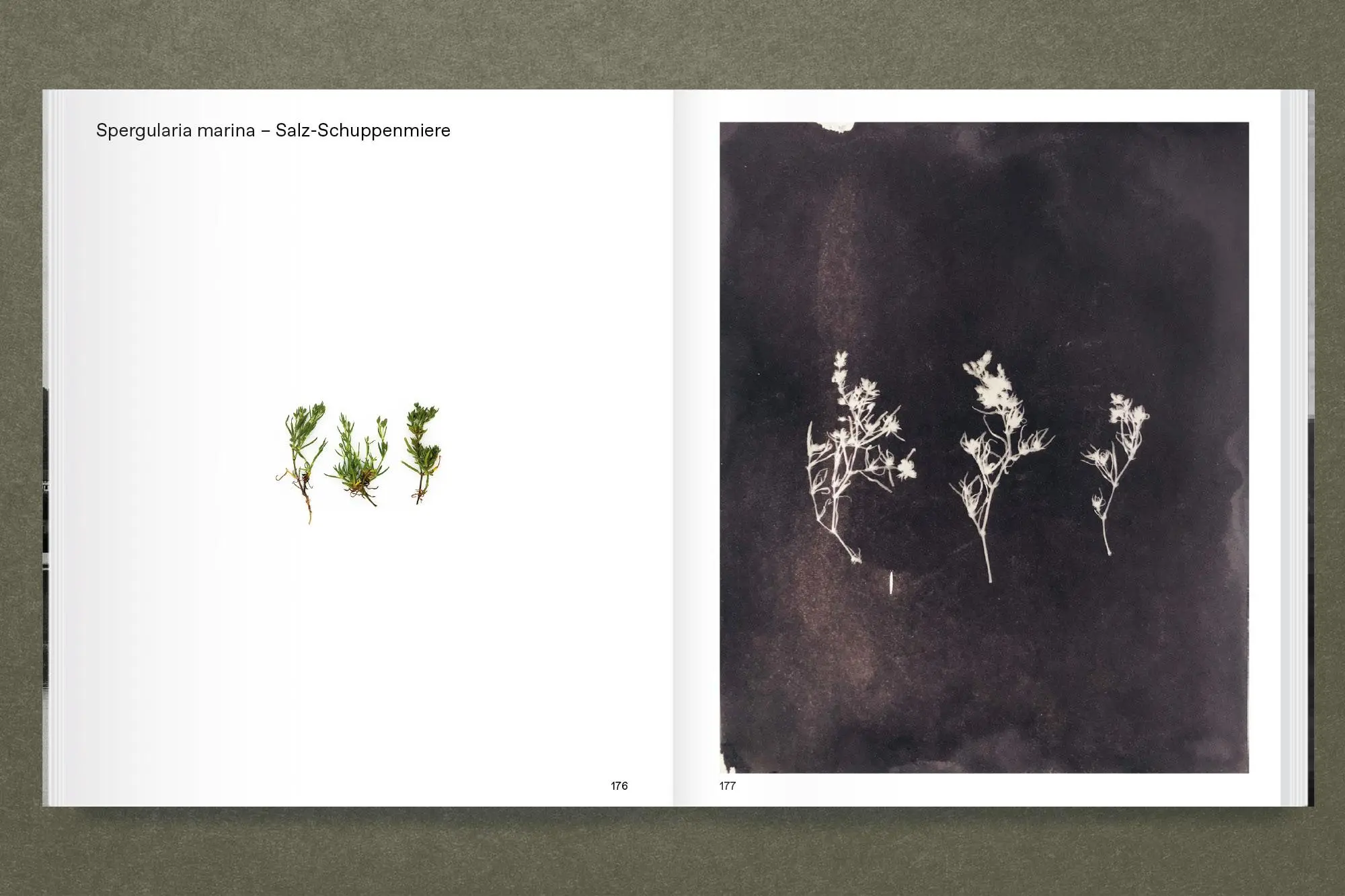 Bild: 9783987411656 | Terra Salis | Anna Bergold | Taschenbuch | 216 S. | Deutsch | 2024