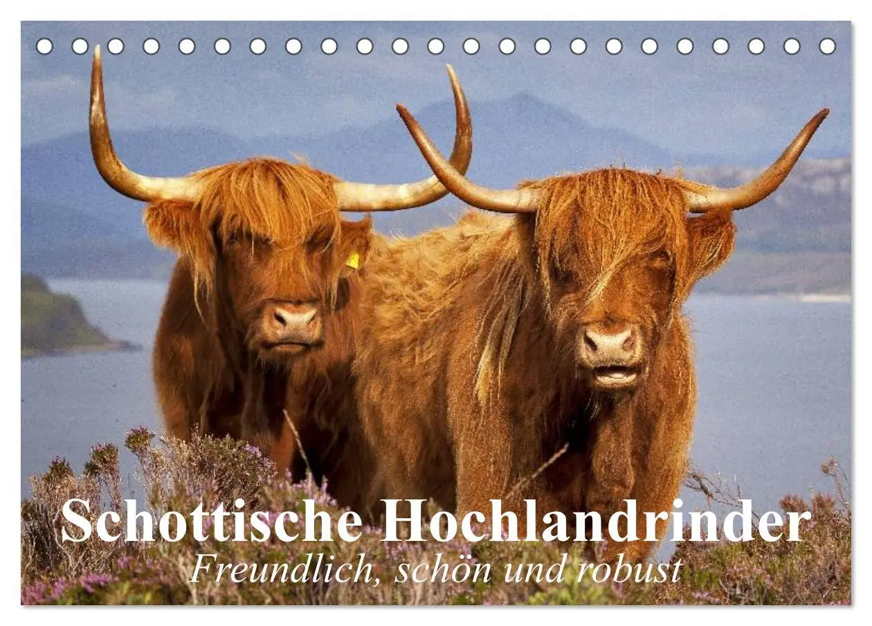 Cover: 9783457981856 | Schottische Hochlandrinder. Freundlich, schön und robust...