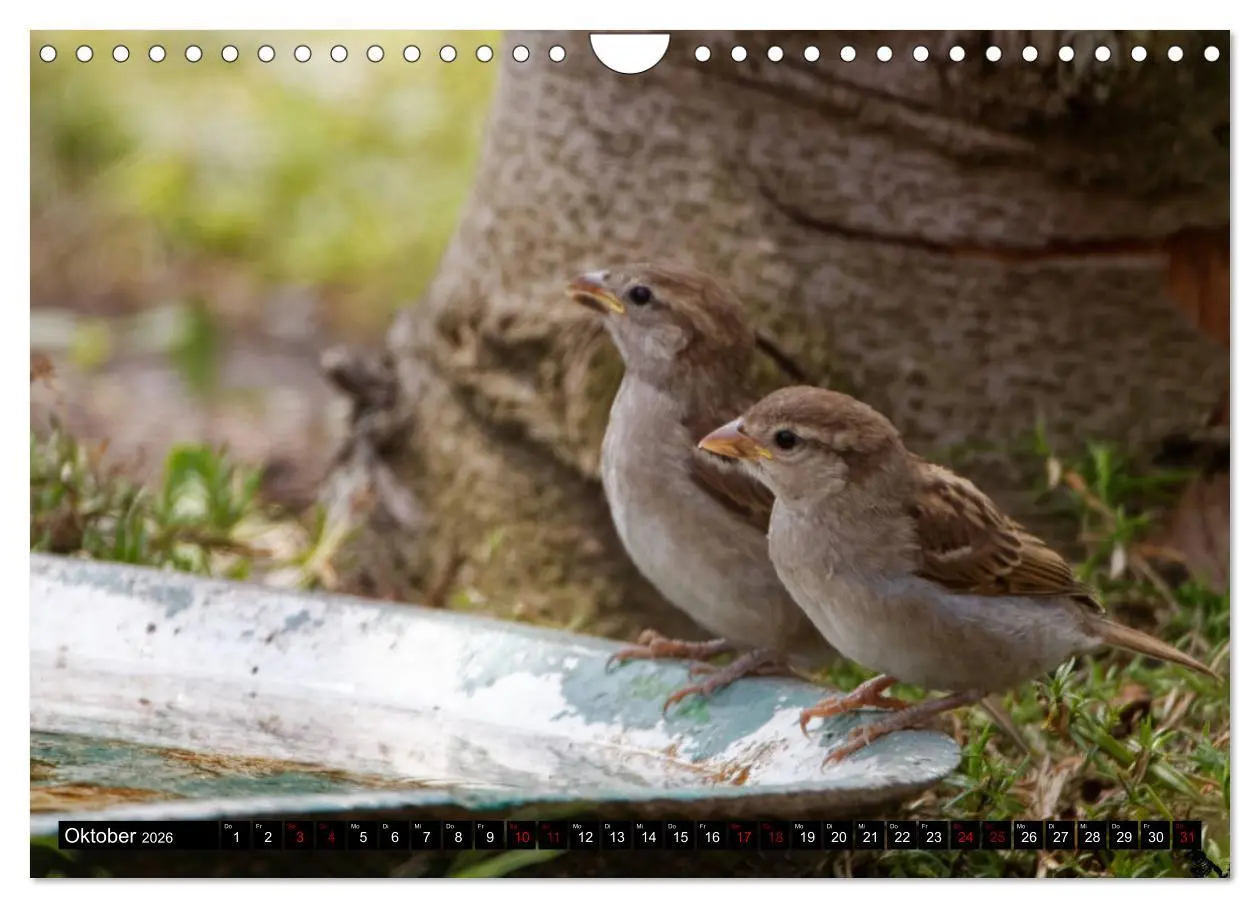 Bild: 9783457622056 | Vogelkinder - Junge Wildvögel (Wandkalender 2026 DIN A4 quer),...
