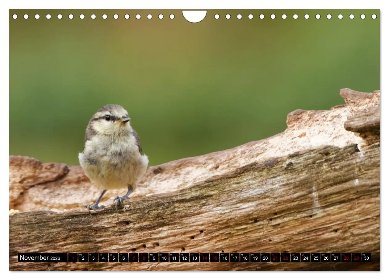 Bild: 9783457622056 | Vogelkinder - Junge Wildvögel (Wandkalender 2026 DIN A4 quer),...