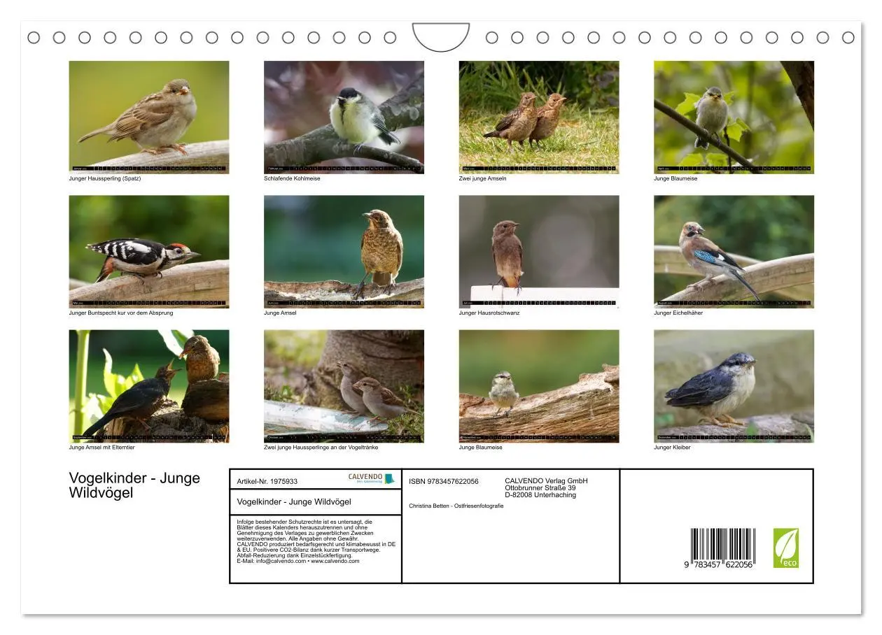 Bild: 9783457622056 | Vogelkinder - Junge Wildvögel (Wandkalender 2026 DIN A4 quer),...