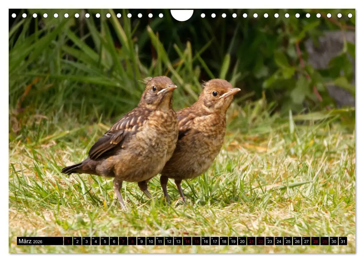 Bild: 9783457622056 | Vogelkinder - Junge Wildvögel (Wandkalender 2026 DIN A4 quer),...