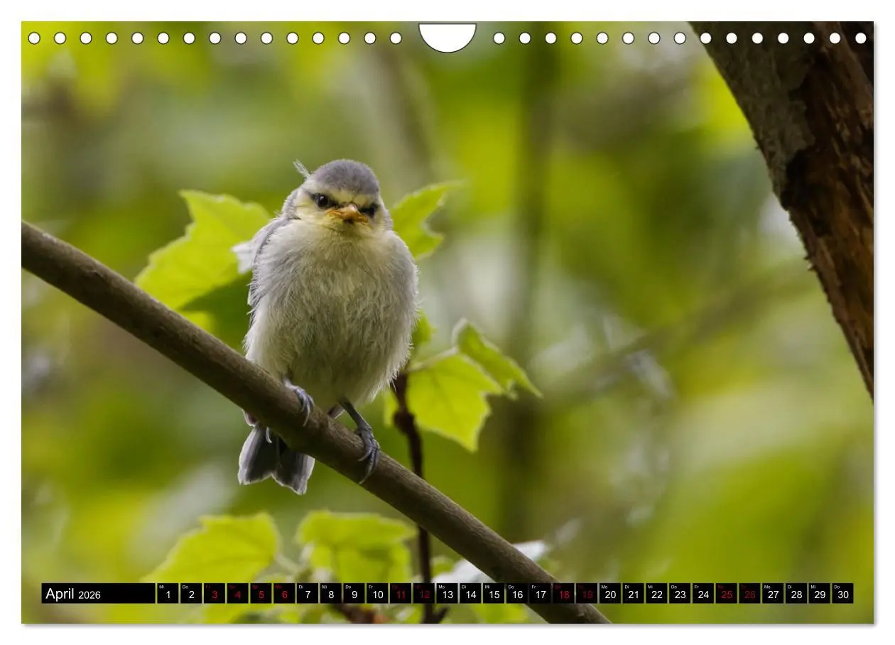 Bild: 9783457622056 | Vogelkinder - Junge Wildvögel (Wandkalender 2026 DIN A4 quer),...