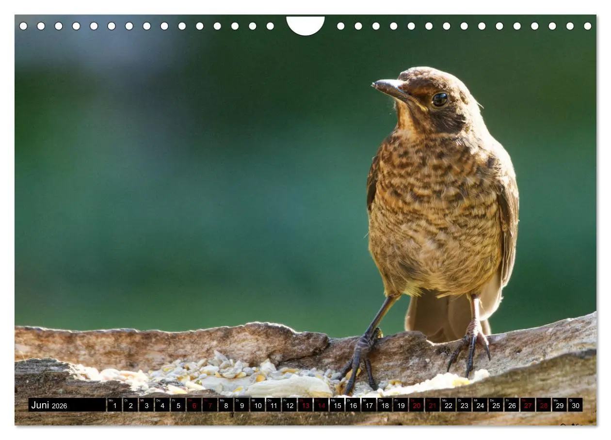 Bild: 9783457622056 | Vogelkinder - Junge Wildvögel (Wandkalender 2026 DIN A4 quer),...