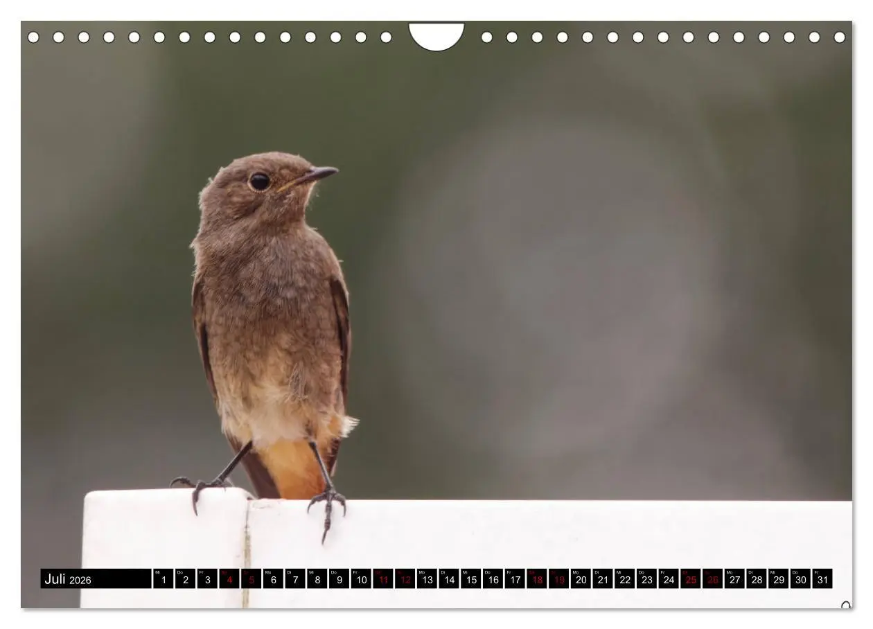 Bild: 9783457622056 | Vogelkinder - Junge Wildvögel (Wandkalender 2026 DIN A4 quer),...