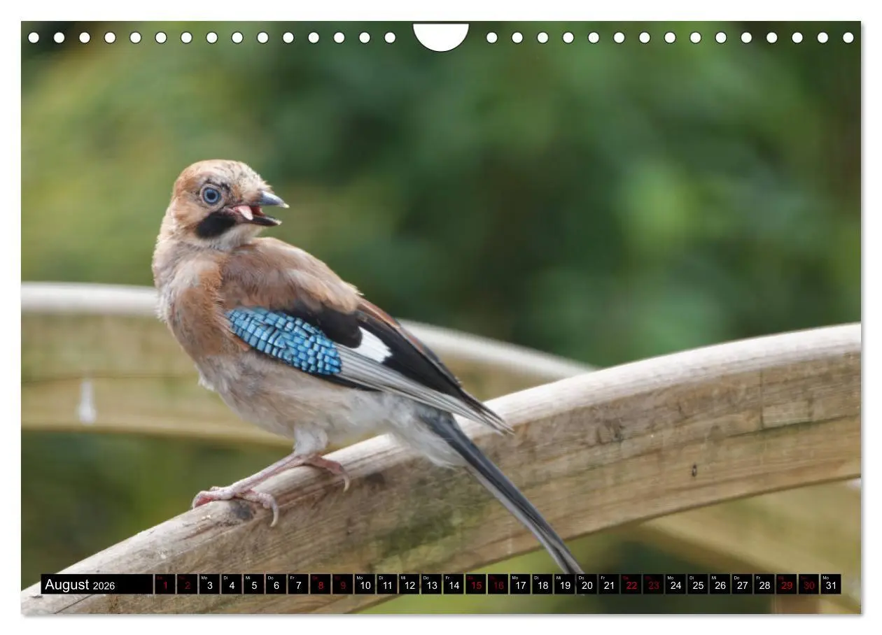 Bild: 9783457622056 | Vogelkinder - Junge Wildvögel (Wandkalender 2026 DIN A4 quer),...
