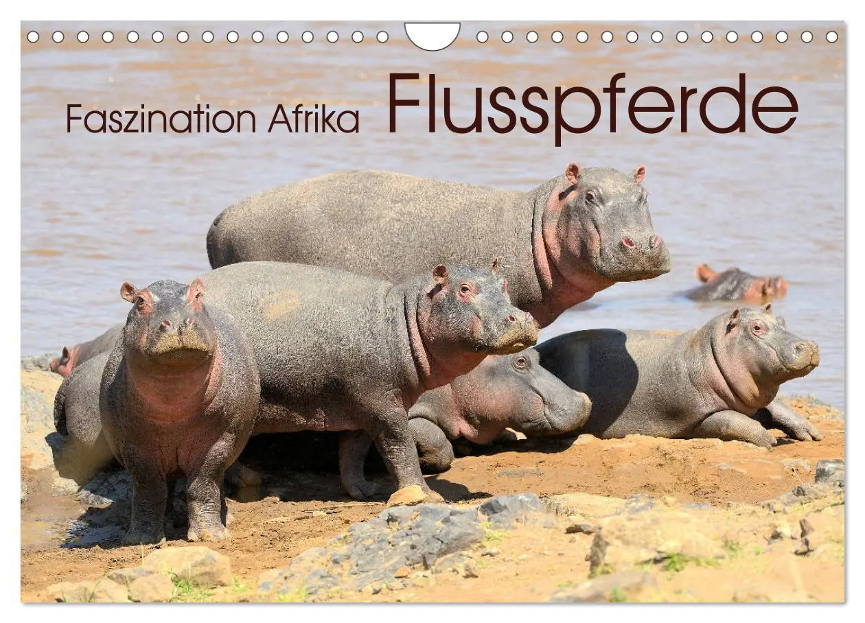 Cover: 9783457792056 | Faszination Afrika: Flusspferde (Wandkalender 2026 DIN A4 quer),...