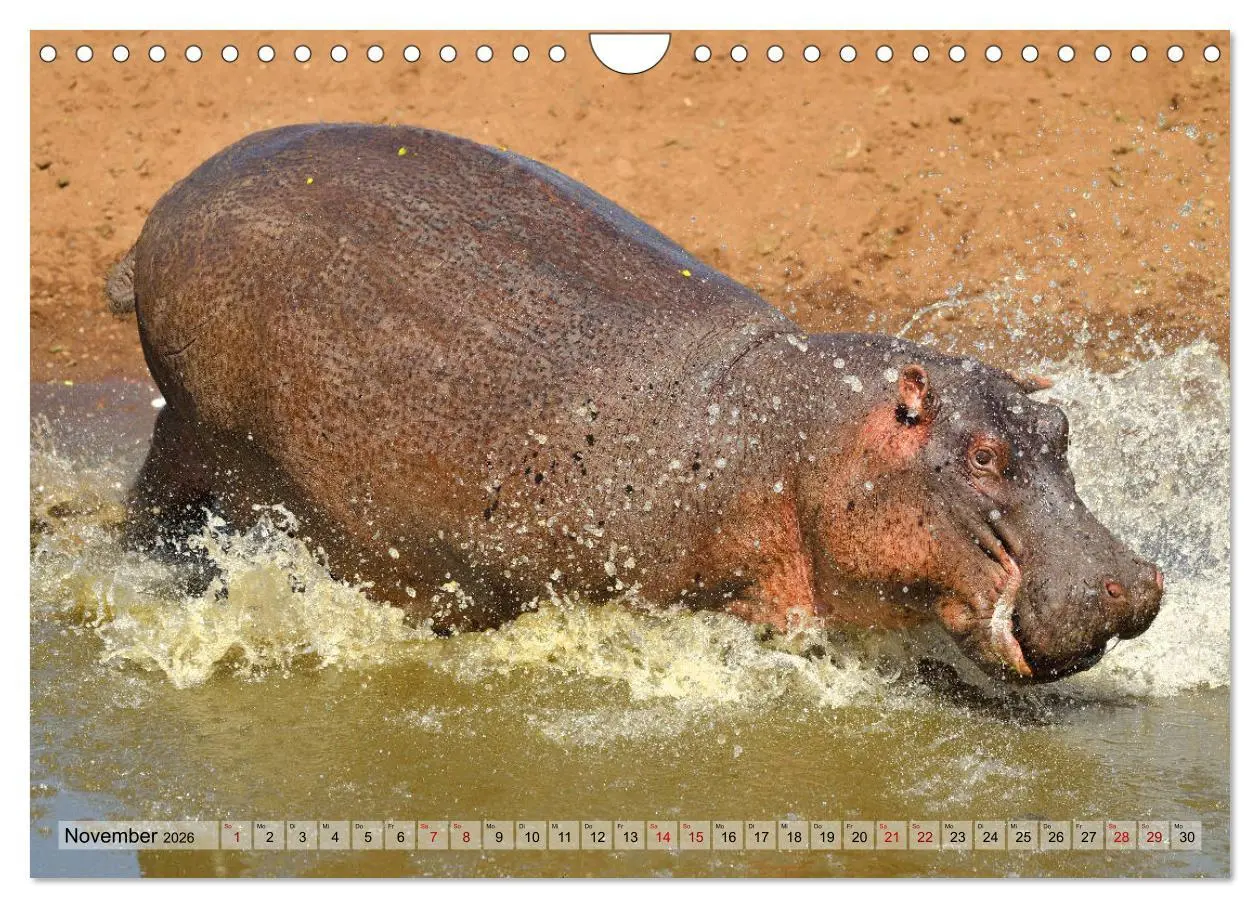 Bild: 9783457792056 | Faszination Afrika: Flusspferde (Wandkalender 2026 DIN A4 quer),...