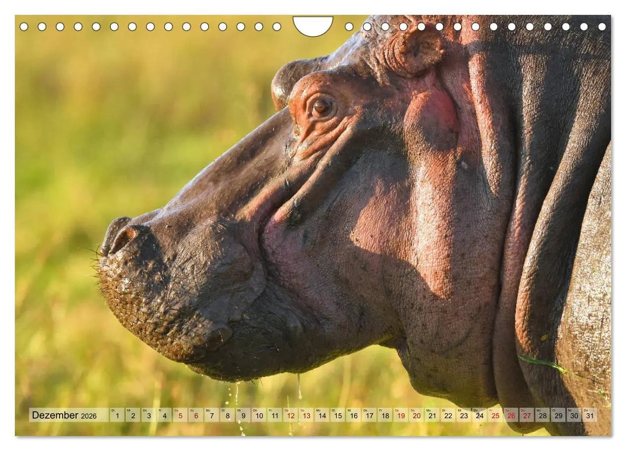 Bild: 9783457792056 | Faszination Afrika: Flusspferde (Wandkalender 2026 DIN A4 quer),...