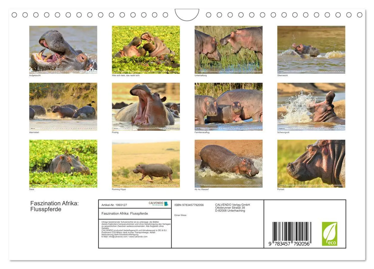 Bild: 9783457792056 | Faszination Afrika: Flusspferde (Wandkalender 2026 DIN A4 quer),...
