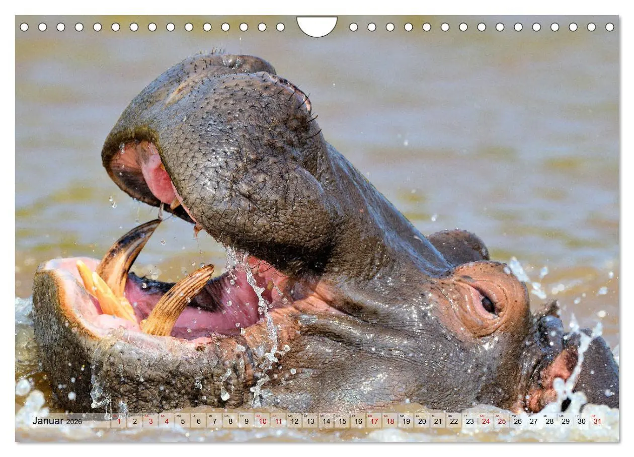 Bild: 9783457792056 | Faszination Afrika: Flusspferde (Wandkalender 2026 DIN A4 quer),...