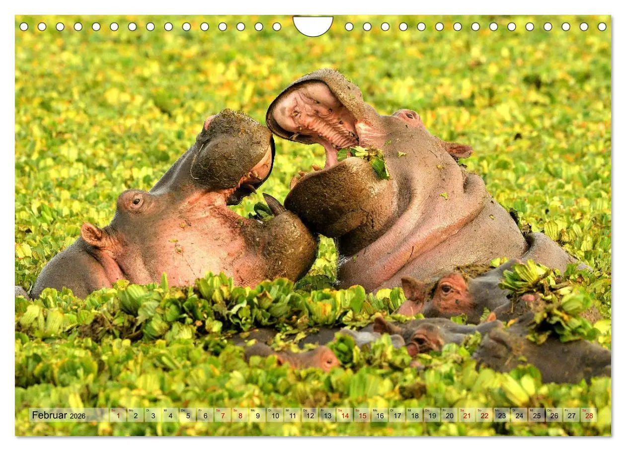 Bild: 9783457792056 | Faszination Afrika: Flusspferde (Wandkalender 2026 DIN A4 quer),...