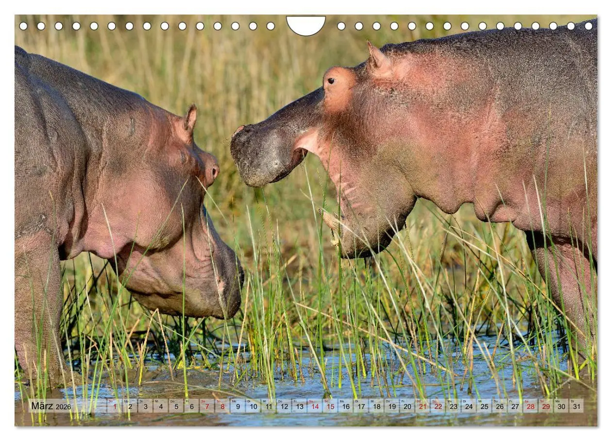 Bild: 9783457792056 | Faszination Afrika: Flusspferde (Wandkalender 2026 DIN A4 quer),...