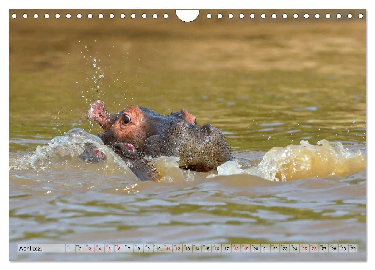 Bild: 9783457792056 | Faszination Afrika: Flusspferde (Wandkalender 2026 DIN A4 quer),...