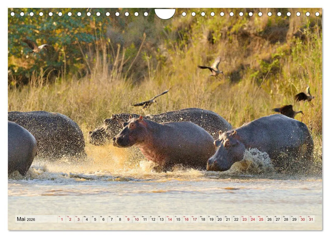 Bild: 9783457792056 | Faszination Afrika: Flusspferde (Wandkalender 2026 DIN A4 quer),...