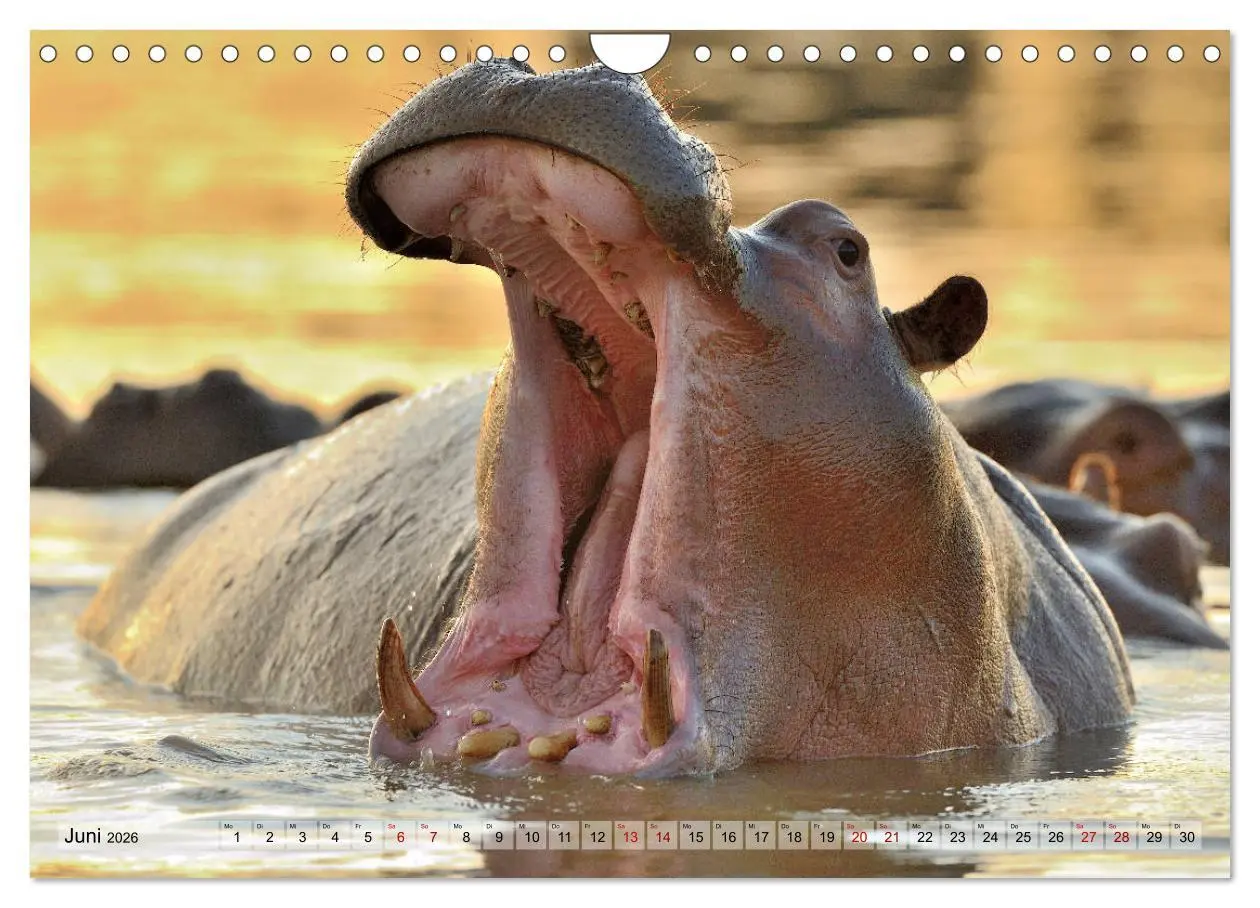 Bild: 9783457792056 | Faszination Afrika: Flusspferde (Wandkalender 2026 DIN A4 quer),...