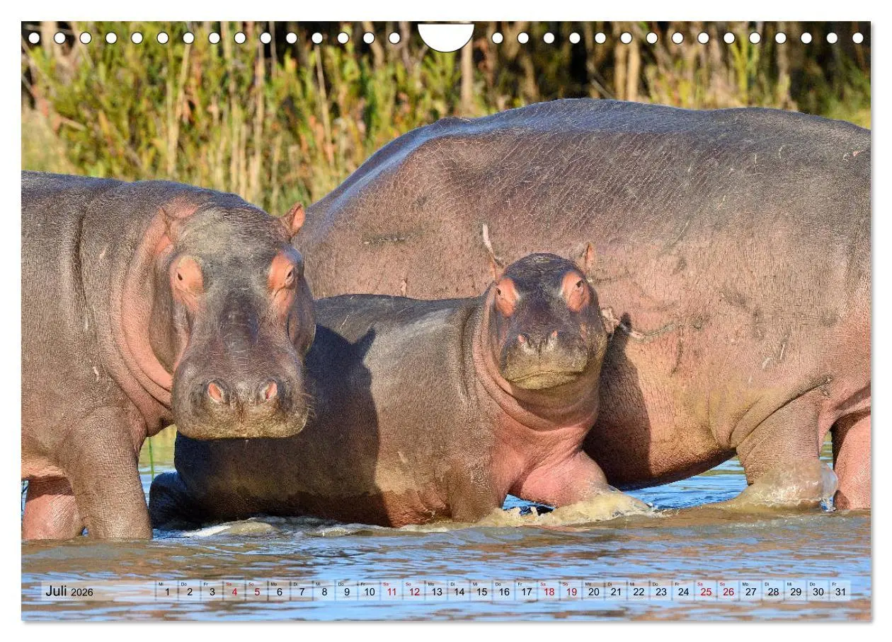 Bild: 9783457792056 | Faszination Afrika: Flusspferde (Wandkalender 2026 DIN A4 quer),...