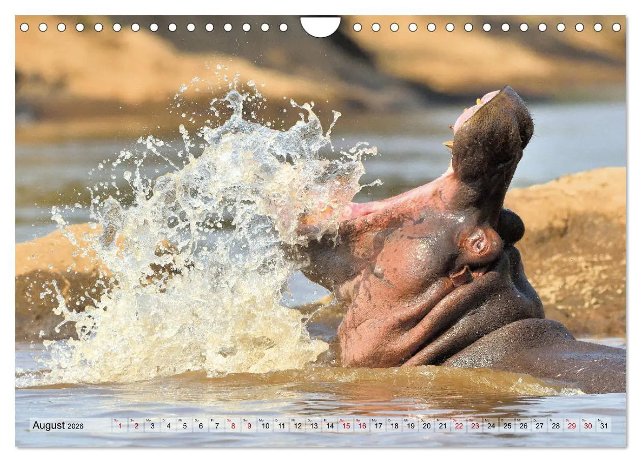 Bild: 9783457792056 | Faszination Afrika: Flusspferde (Wandkalender 2026 DIN A4 quer),...