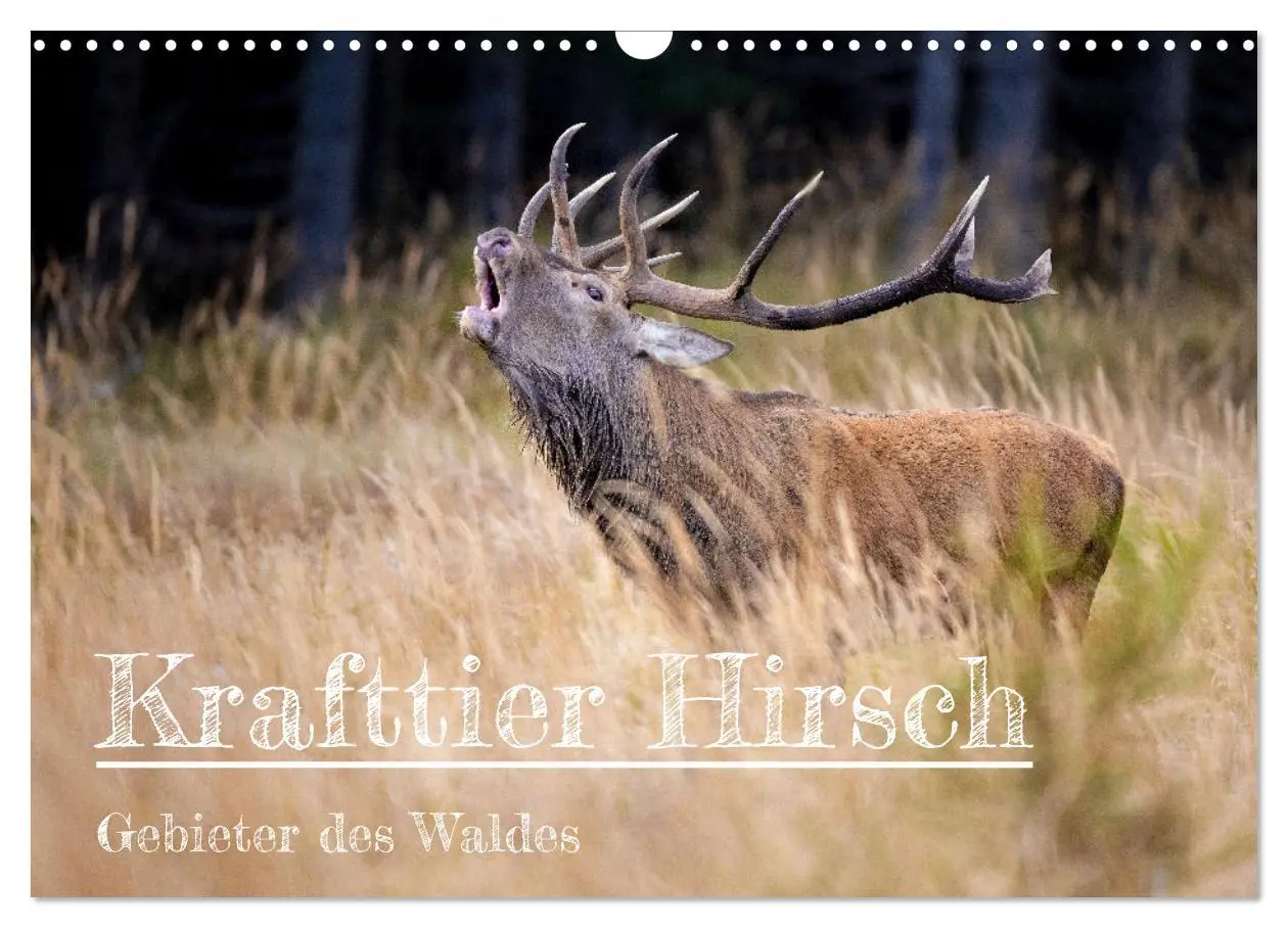 Cover: 9783457612156 | Krafttier Hirsch (Wandkalender 2026 DIN A3 quer), CALVENDO...