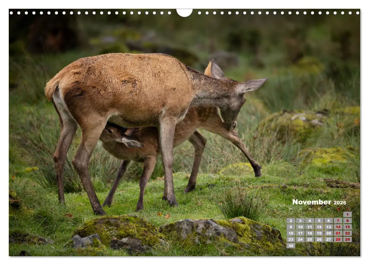 Bild: 9783457612156 | Krafttier Hirsch (Wandkalender 2026 DIN A3 quer), CALVENDO...