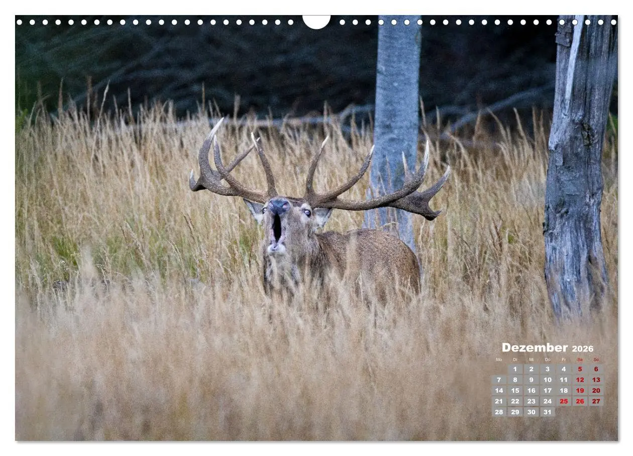 Bild: 9783457612156 | Krafttier Hirsch (Wandkalender 2026 DIN A3 quer), CALVENDO...