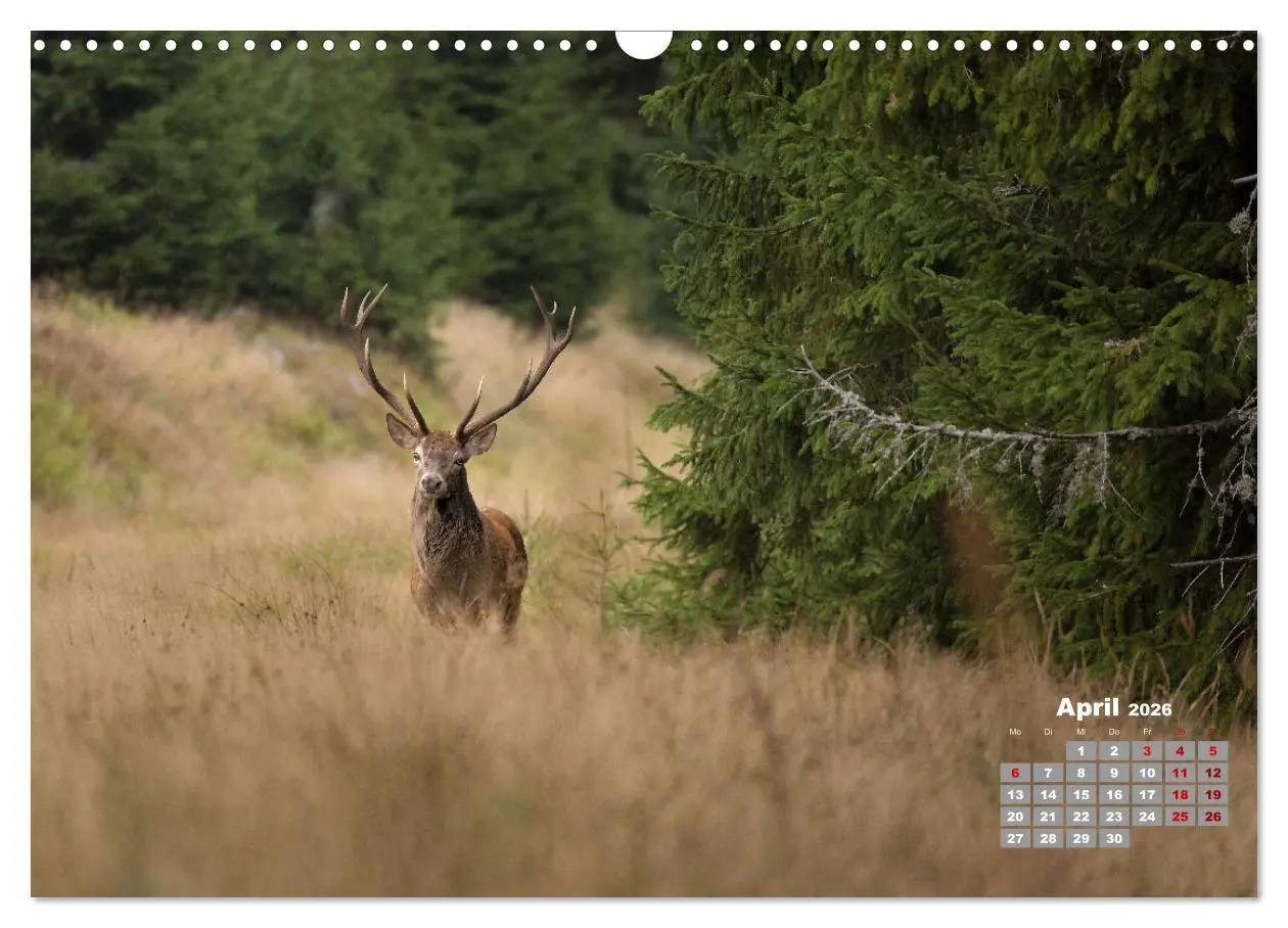 Bild: 9783457612156 | Krafttier Hirsch (Wandkalender 2026 DIN A3 quer), CALVENDO...
