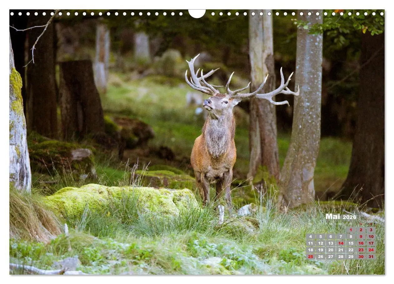 Bild: 9783457612156 | Krafttier Hirsch (Wandkalender 2026 DIN A3 quer), CALVENDO...