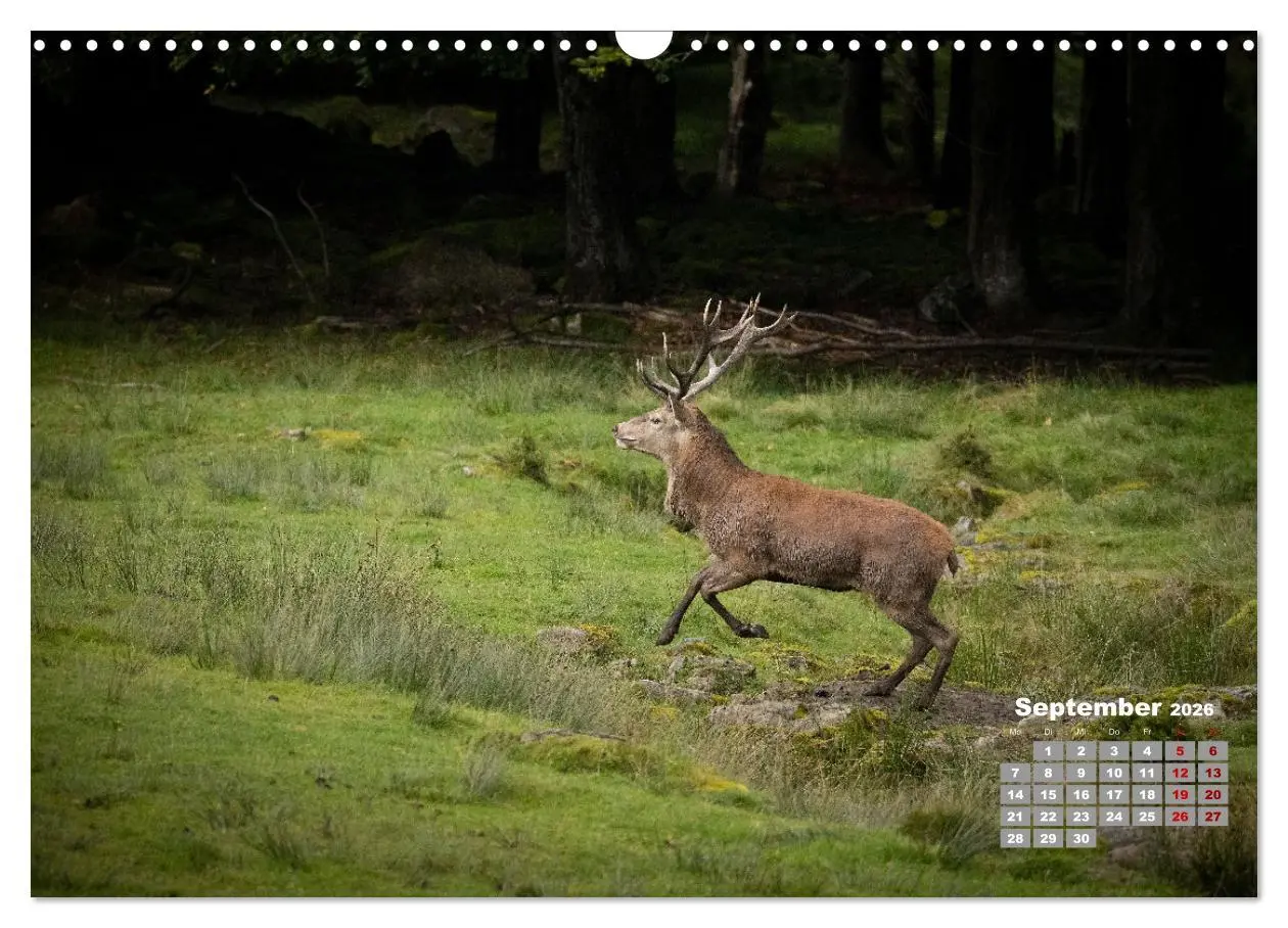Bild: 9783457612156 | Krafttier Hirsch (Wandkalender 2026 DIN A3 quer), CALVENDO...