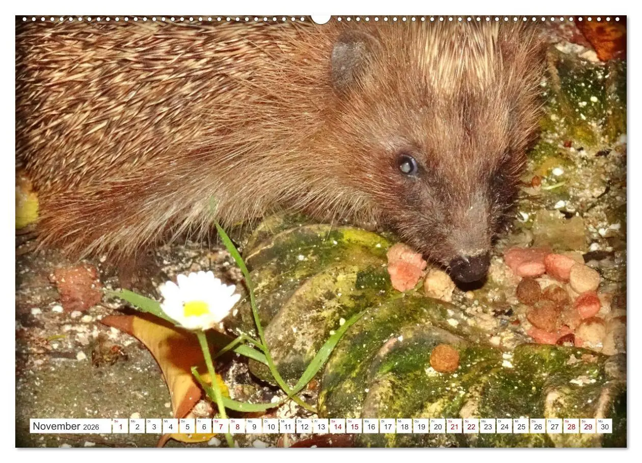 Bild: 9783457392256 | Mein Haus-Igel (hochwertiger Premium Wandkalender 2026 DIN A2...