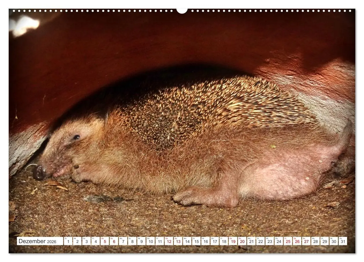 Bild: 9783457392256 | Mein Haus-Igel (hochwertiger Premium Wandkalender 2026 DIN A2...