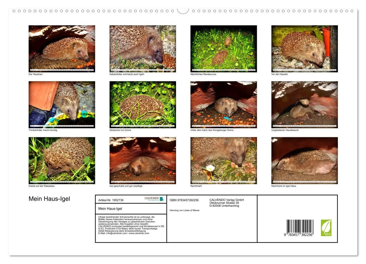 Bild: 9783457392256 | Mein Haus-Igel (hochwertiger Premium Wandkalender 2026 DIN A2...