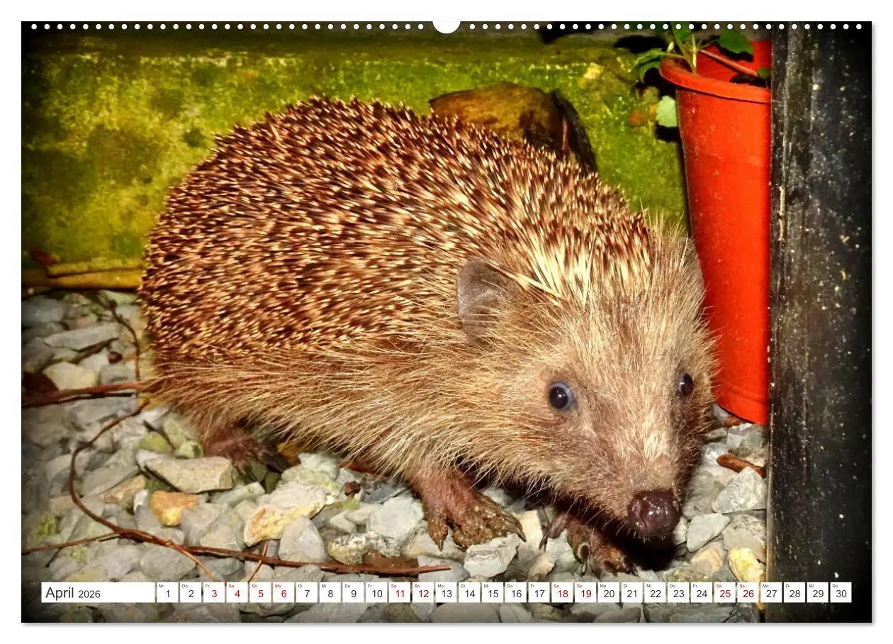 Bild: 9783457392256 | Mein Haus-Igel (hochwertiger Premium Wandkalender 2026 DIN A2...