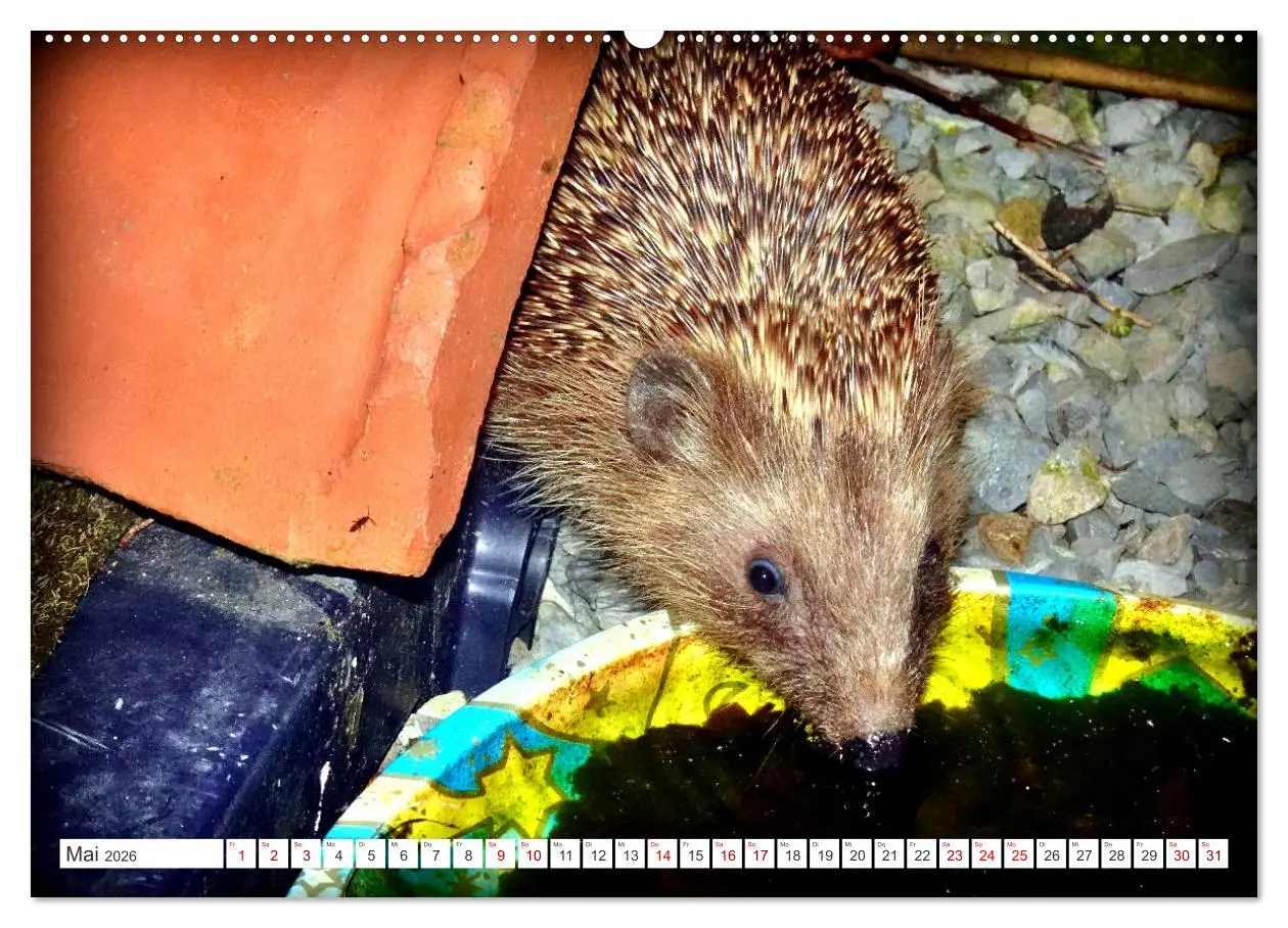 Bild: 9783457392256 | Mein Haus-Igel (hochwertiger Premium Wandkalender 2026 DIN A2...