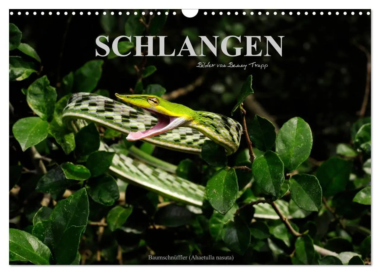 Cover: 9783516172256 | Schlangen (Wandkalender 2026 DIN A3 quer), CALVENDO Monatskalender