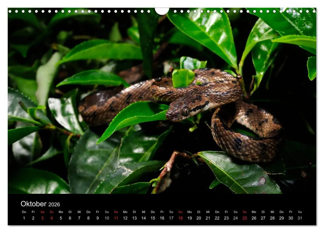 Bild: 9783516172256 | Schlangen (Wandkalender 2026 DIN A3 quer), CALVENDO Monatskalender