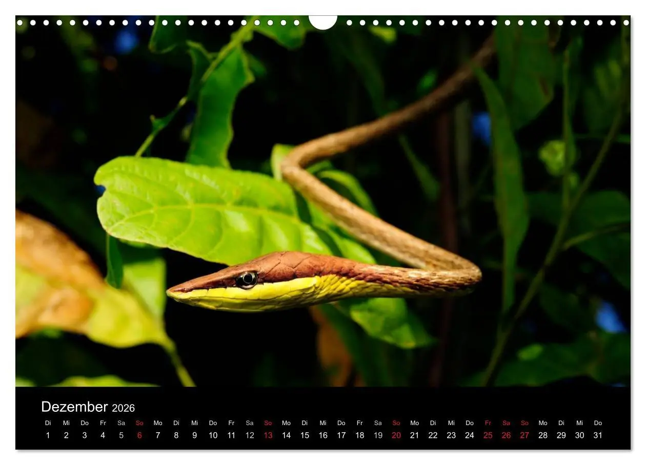 Bild: 9783516172256 | Schlangen (Wandkalender 2026 DIN A3 quer), CALVENDO Monatskalender