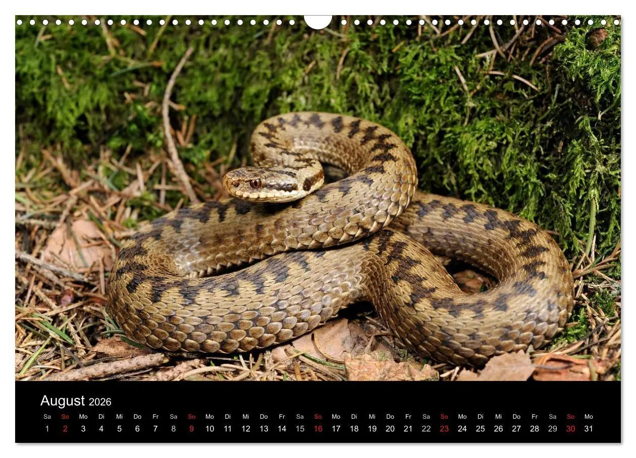 Bild: 9783516172256 | Schlangen (Wandkalender 2026 DIN A3 quer), CALVENDO Monatskalender