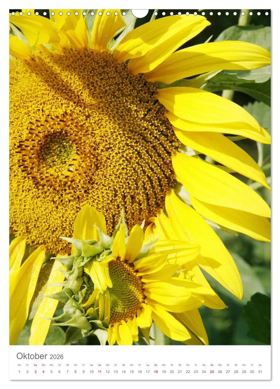 Bild: 9783516392456 | Bunter Sommer (Wandkalender 2026 DIN A3 hoch), CALVENDO Monatskalender