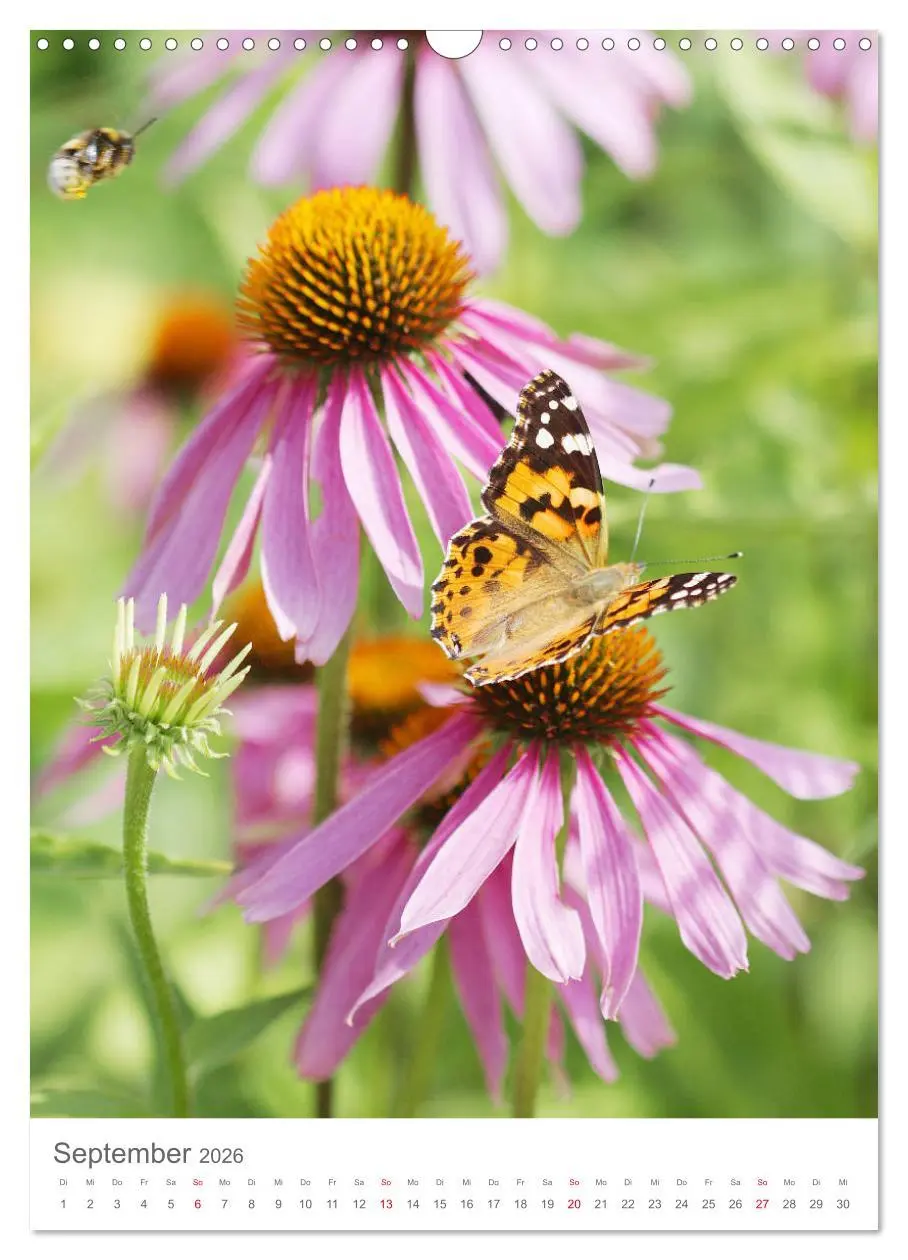 Bild: 9783516392456 | Bunter Sommer (Wandkalender 2026 DIN A3 hoch), CALVENDO Monatskalender