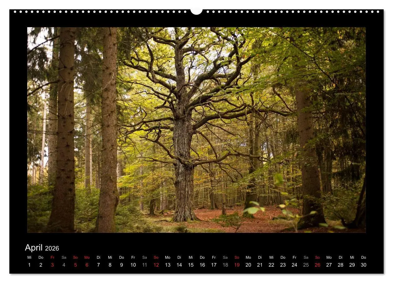 Bild: 9783516072556 | Märchenhafter Reinhardswald und Urwald Sababurg (hochwertiger...