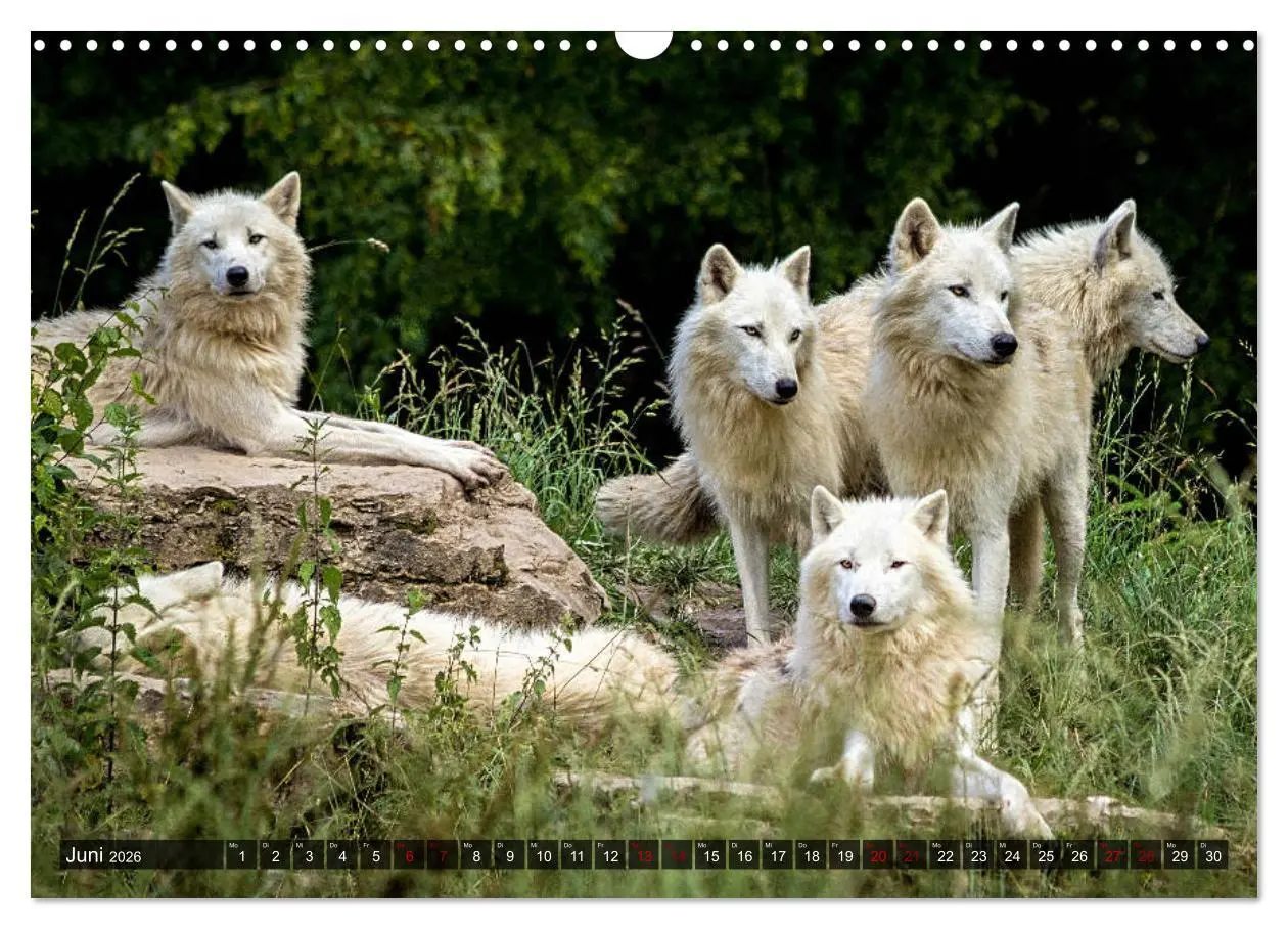Bild: 9783457802656 | Begegnung mit dem Wolf (Wandkalender 2026 DIN A3 quer), CALVENDO...