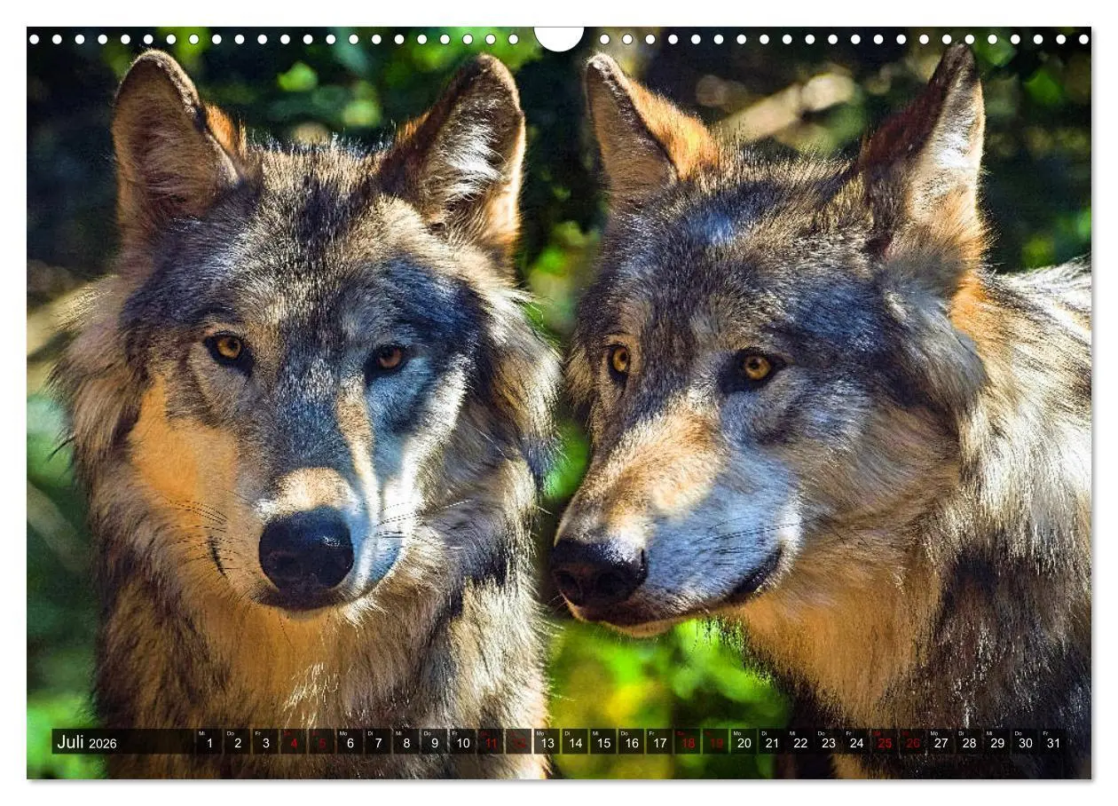 Bild: 9783457802656 | Begegnung mit dem Wolf (Wandkalender 2026 DIN A3 quer), CALVENDO...